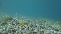 Shoal of Fish in the Mediterranean Sea Underwater