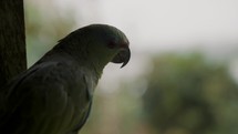 Portrait Of A Green-feathered Amazon Parrot Against Blurry Background. Amazona Festiva. close up	