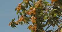 Medlar tree fruit in the countryside