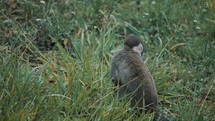 Rear Of Ecuadorian Squirrel Monkey On Grassy Forest Ground. Close Up	