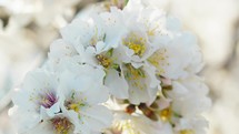 Almond Tree White Flowers In Early Spring Season