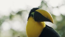 Portrait Of Yellow-throated Toucan (Ramphastos Ambiguus) In The Rainforest In Ecuador. 