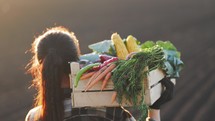Crop of vegetables. Woman farmer walking through fields carrying a box of beautiful freshly picked vegetables. Organic eco vegetables harvest. Agriculture business concept.