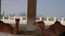Camels resting in Doha Qatar
