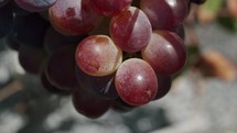 Red ripening grapes