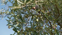 Ready to collecting Healthy olive food in Calabria