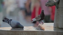 pigeons drink from a fountain
