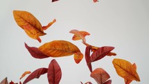 falling brown leaves on a white background 