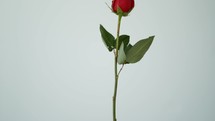 falling red rose 