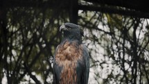 Black-and-chestnut Eagle Perching On Tropical Tree Forest In South America. Close Up Shot	