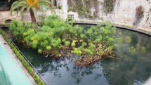 Pond with papyrus plants and swimming ducks