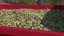 Olive In The Countryside For Oil Production In Calabria
