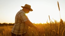 Golden wheat field. Senior farmer walking his land a golden field full of wheat harvest on a sunset. Male hand of the farmer touching of the golden wheat while he walking his field towards the sun.