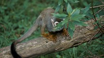 Curious Squirrel Monkey Sitting On Wood And Looking Around. high angle, slow motion	