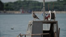 seagull on a small fishing boat