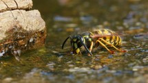 Common Wasp drinking water in park on sunny day