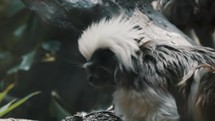 Furry New World Monkey In The Forest. Cotton-top Tamarin Or Saguinus Oedipus. close up