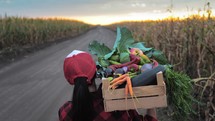 Agriculture. Close up of harvest box with fresh ripe vegetables from local eco farm. Young female farmer is carried a box of organic vegetables. Organic Food, Production. Vegetables Harvest.