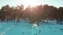Aerial drone footage of the pine forest this winter. Winter forest with frosty trees, aerial view.