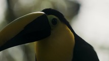 Extreme Closeup Of Yellow-throated Toucan In Shallow Depth Of Field.
