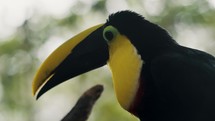 Closeup Side View Of Black-mandibled Toucan In The Wilderness With Bokeh Nature Background.	