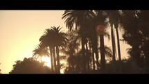 sun setting behind palm trees 