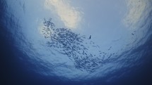 Big Shoal of Fishes over the Reef - Southern of the Maldives