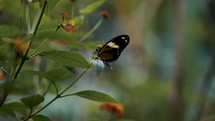 Selective Focus Shot of Tropical Butterfly In Green Leaf Against Shallow Depth Of Field. 