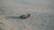 Baby turtle hatching walking on the beach to the ocean in Puerto Escondido, playa Bacocho , Mexico	