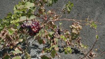 A grape bush with ripening grape bunches