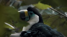 Channel-billed Toucan Sitting In Tree Branch Behind Green Leaves In Southern Brazil. Close Up	