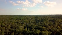Sam Houston National Forest Fly Over Treetops