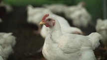 Chickens, hens, roosters in a fence on a small farm, homestead in cinematic slow motion.