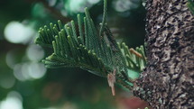 Close-up of cool green pine tree branches. Static shot