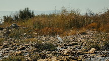 Little white egret on the Galilean Sea shore.
