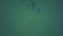 Africa drone dolphins pod swimming ocean surf waves J