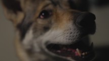 Wolfhound in studio