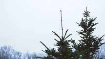 tops of trees at a Christmas tree farm 