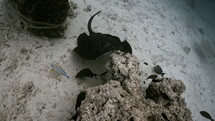 Brown Stingray flying over the Sand