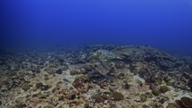 Sea Turtle swimming over the reef - Shots of the Southern Maldives