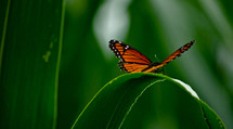 Monarch butterfly sitting on blade of green grass.