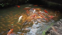 Koi fish swimming in pond