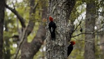 Magellanic Woodpecker Birds In The Forest In Tierra del Fuego, Argentina - Close Up