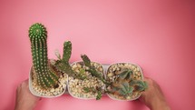 potted cactus centerpiece 