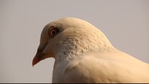 A white dove looking around.
