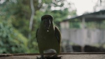 Front View Of A Festive Amazon Parrot Bird Walking On Window Sill. close up	