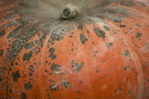 Top of pumpkin with stem.