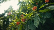 Tropical trees and plant life in the rainforest jungles of Costa Rica