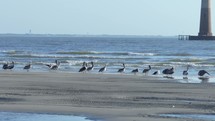 Pelicans and seagulls on the beaches of South Carolina during sunrise