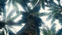 Tropical trees and plant life in the rainforest jungles of Costa Rica